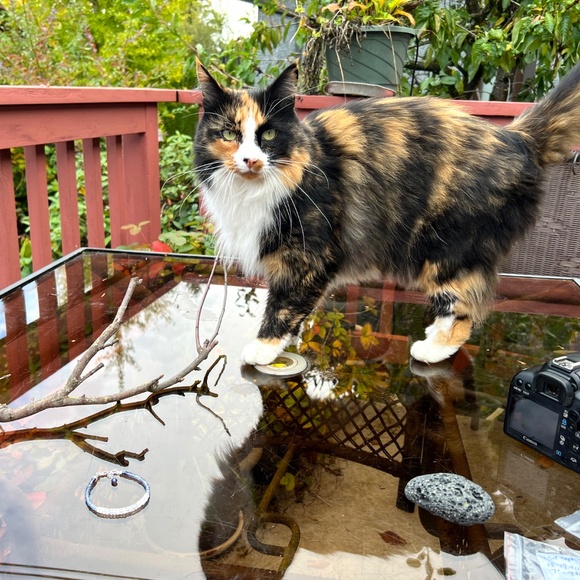 Solid 14K White Gold Natural Blue Sapphire, Moonstone Bracelet 7" - 7 2/3" - Picture 6 of 13